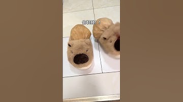 Thumbnail of The little guinea pig is dragging the child. The daily records of the cute pets grown in the sli