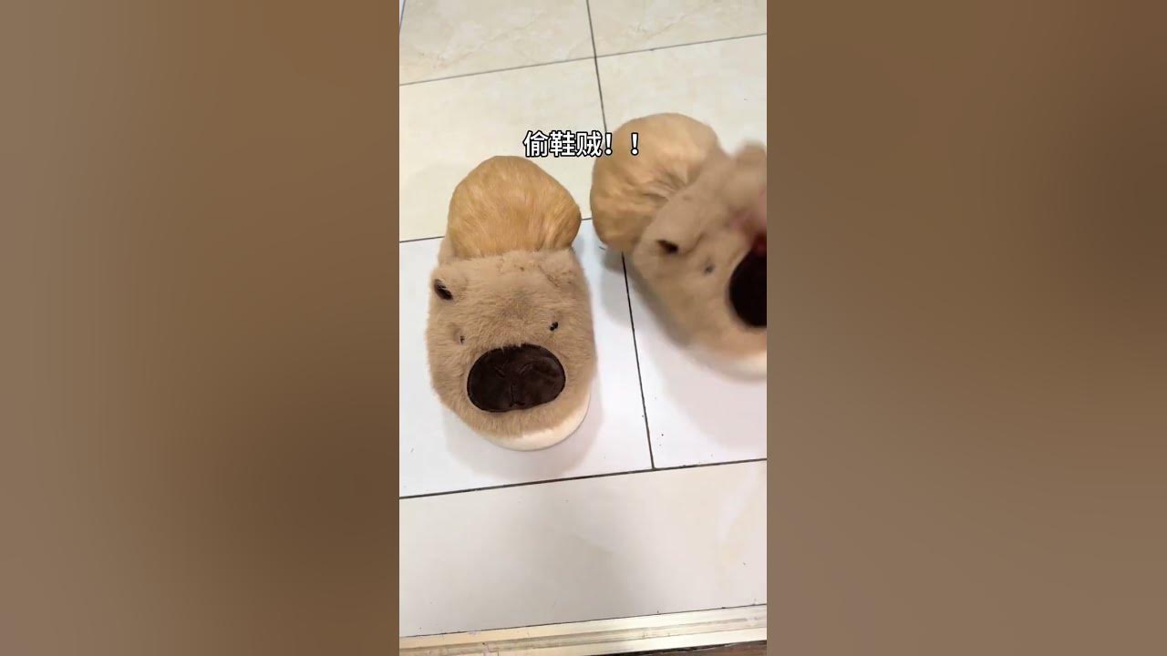 The little guinea pig is dragging the child. The daily records of the cute pets grown in the sli