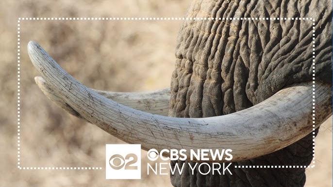Connecticut Stores Accused Of Illegally Selling Ivory