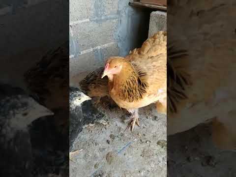 دجاج الزينة - دجاج البراهمة