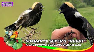 Seperti Suara ROBOT, Kicau Burung Bobolink Di Alam Liar