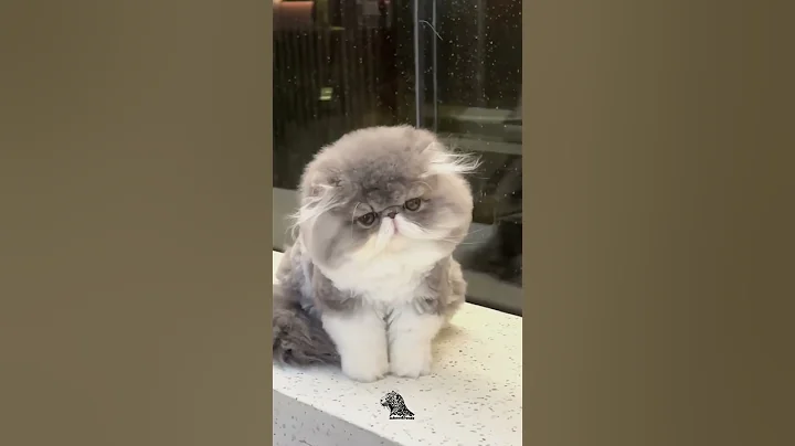 Video 10059761: exotic shorthair persian, exotic shorthair cat, sweet cat