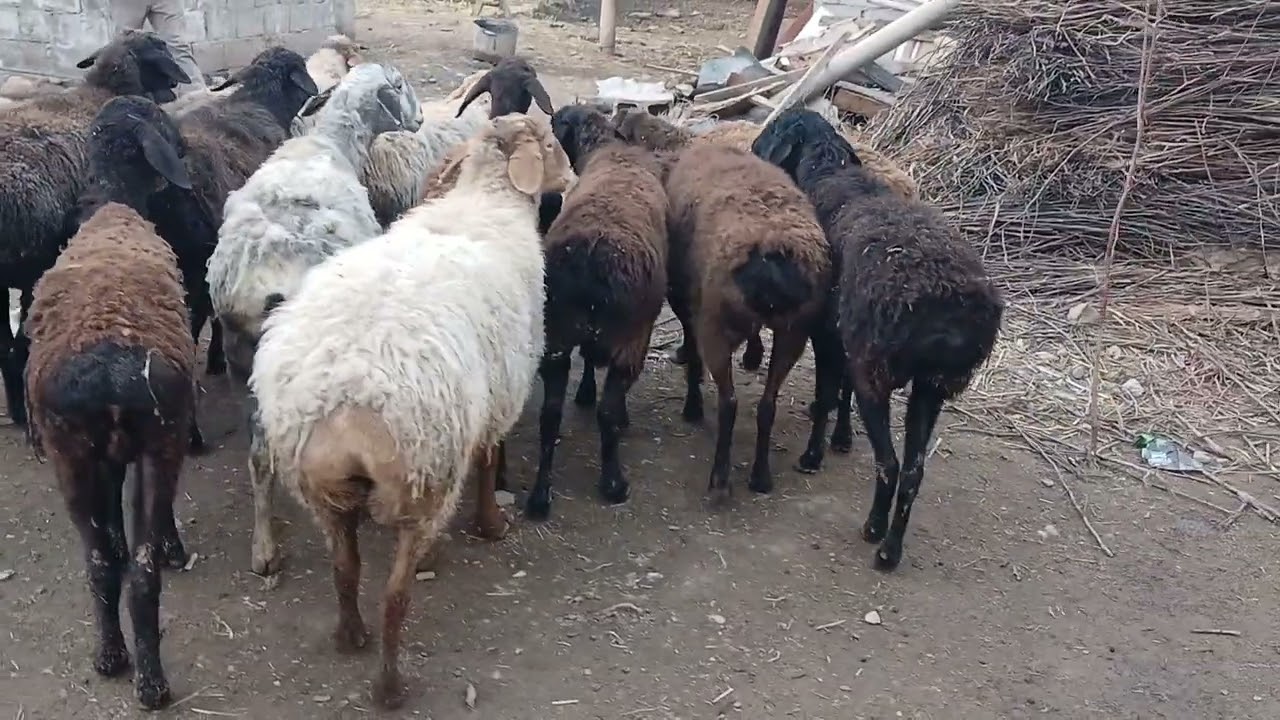 13 САР ГУСФАНДОИ АРЗОНАКИ БУГУЗ ТЕЛ 901085141