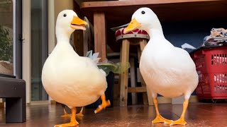 Our Duckies Love Picking Small Holes On A Manhole.