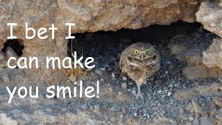 Cutest Burrowing Owl Ever