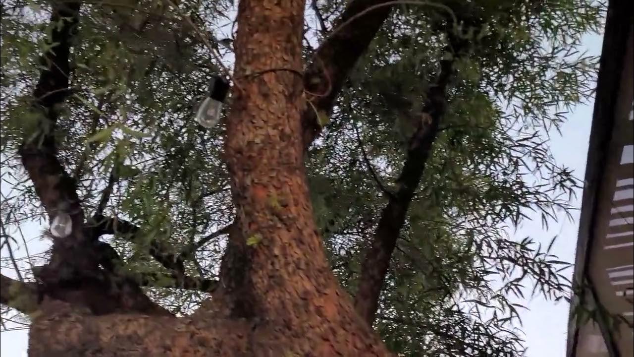 Our cosmic African sumac tree flowers on the bark. 12023 Great shade and mulch tree. YouTube