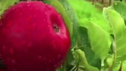 ورتل القرآن ترتيلا #تلاوات #آيات