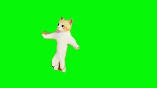 Cute Cat Dance With Green Screen Dans Eden Kedi Yeşil Perde