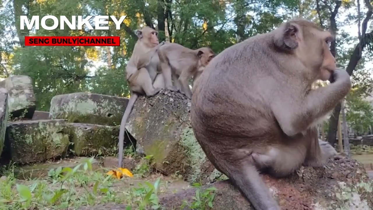 THE DIFFERENT TYPES OF MONKEYS AT ANGKOR THOM ANCIENT CITY