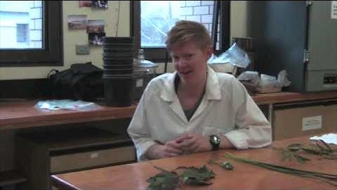 Plant functional traits