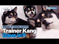 [Weekly Highlights] Get Rid of This Shiba Inu😫 [Dogs Are Incredible] | KBS WORLD TV 240305
