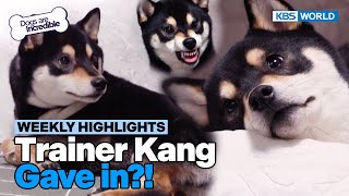 [Weekly Highlights] Get Rid of This Shiba Inu [Dogs Are Incredible] | KBS WORLD TV 240305