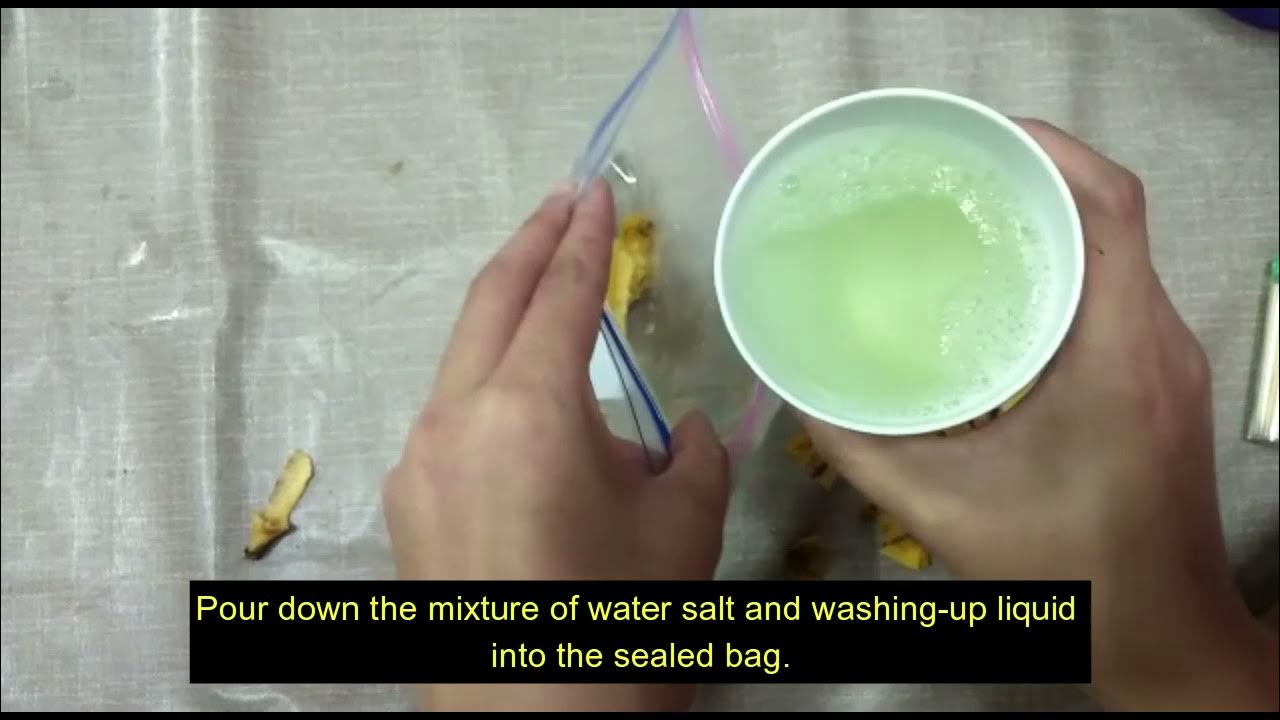 Banana DNA Extraction YouTube