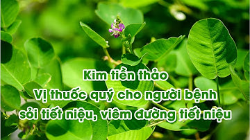 Kim tiền thảo – Thảo dược quý cho người bệnh sỏi tiết niệu, viêm đường tiết niệu