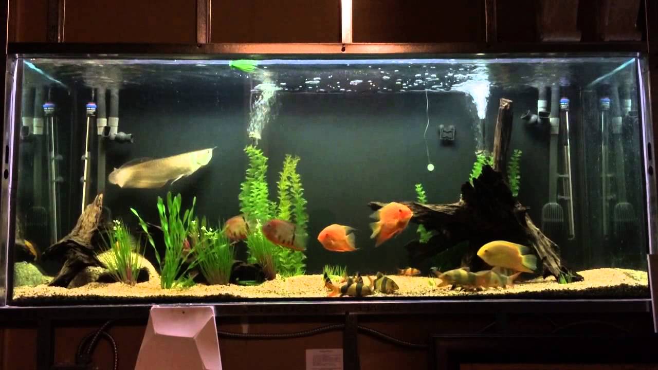  Arowana  and severum tank update YouTube