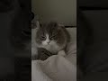 眠そうにふみふみする猫 #cat