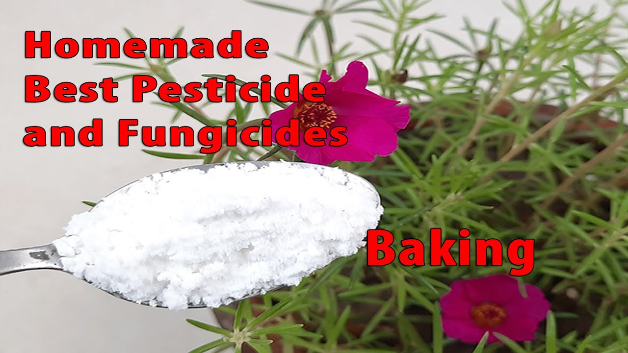 Homemade Organic Pesticide and Fungicides Making With Baking soda for