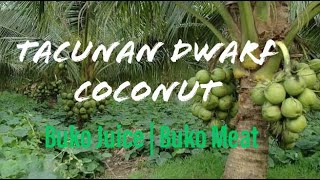 PANO BA PAGTANIM? | Tacunan Dwarf Coconut Seedlings | Masarap na Buko at Buko Juice🥥🌴