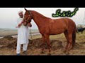 Horse Farming in Pakistan || Dairy Farming in Pakistan|| Katya Farming in Punjab