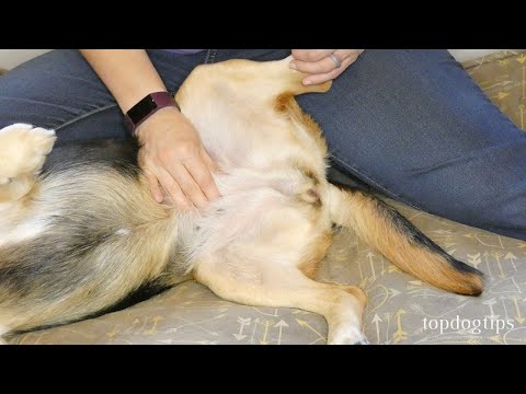 How To Massage Gas Out of Dogs