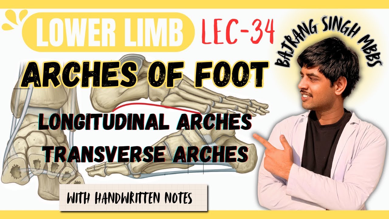 Arches Of Foot Anatomy Complete ll Medial & Lateral longitudinal arches ll Transverse arches ll Mbbs