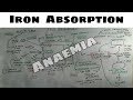 Iron Absorption, Anaemia - 1