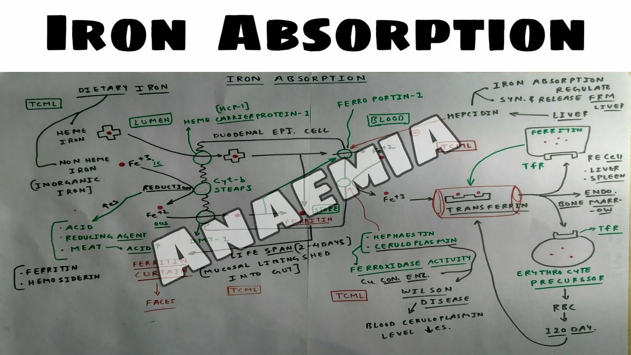 Iron Absorption Anaemia Part 1 TCML YouTube