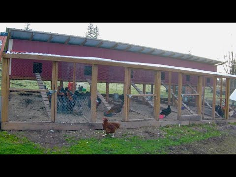 How to build a Chicken Breeding Coop - HqDefault