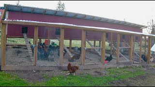 How to build a Chicken Breeding Coop | The Poultry Gardener