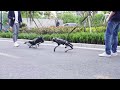 犬型ロボットと出かけよう