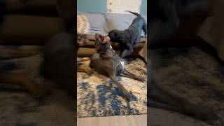 Zuko the Rottie and wrinkles the cane corso ? dogs rottweiler dogsofyoutube canecorso funny