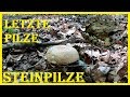 Letzte Pilze in der Julihitze - trockene Steinpilze und Eindrücke aus dem Wald