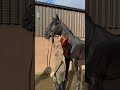 horses are so majestic