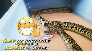 How to properly handle a defensive snake🐍😱