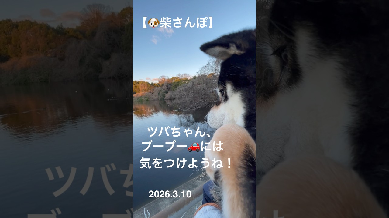 【ツバちゃん,ブーブー🚗には気をつけようね!】🐶【柴さんぽ】（26.3.10）【しあわせを知った柴犬のお話し】