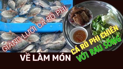 Giăng Lưới Cá Rô Phi Dính Hàng Khủng và Món Cá Rô Phi Chiên//@SongNuocCaMau