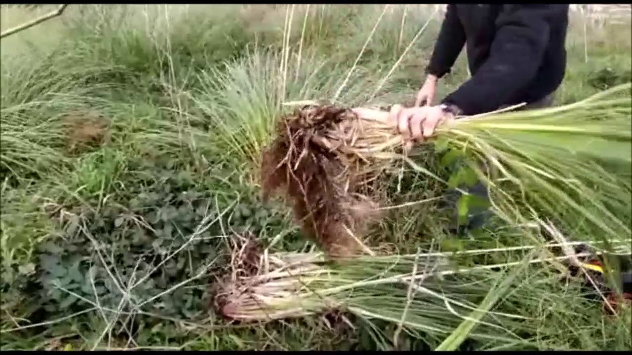 DERACINER Arracher Cortaderia selloana