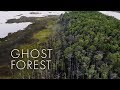 Ghost Forest Dying Trees Show Climate Change S Advance Ghost Forest Dying Trees Show Climate Change S Advance