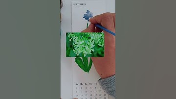 Cách vẽ hoa dạ hương đơn giản bằng màu gouache