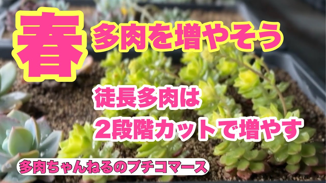 Succulents] Spring is here! Let's propagate succulents
