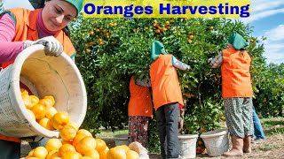 How Farm Workers Harvests ORANGES in Florida - Migrant Farm Workers