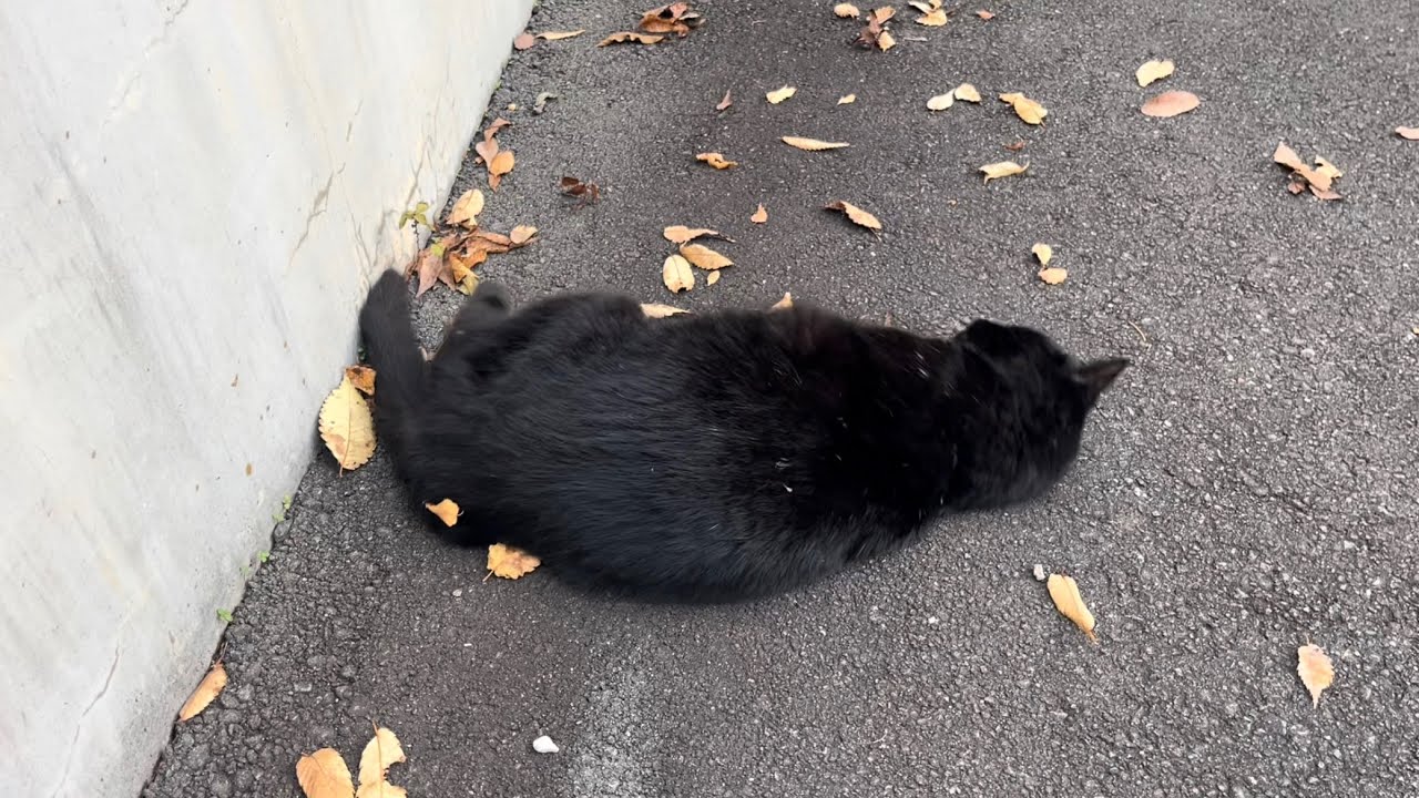 くろねこちゃん blackcat 2025年11月5日 - YouTube