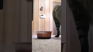 Talking kitty. Herro? #cat