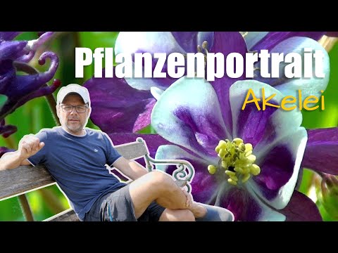 Video: Anmutige Aquilegia-Büsche. Sortenvielfalt