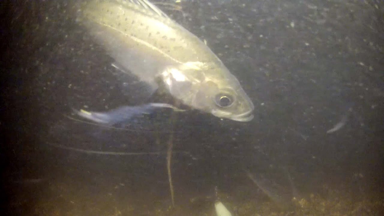 シーバスの捕食 野生が好きみたい 水中映像 Youtube シーバスの捕食 野生が好きみたい 水中映像 Youtube