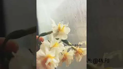 اشوفك حلم وتساب Mp3