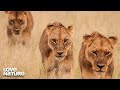 Lion pride brings down buffalo in epic battle  creative killers 101