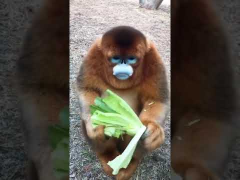 القرد الذهبي ذو الأنف الأفطس يعيش في جنوب غرب الصين بمناطق تصل إلى ارتفاع 3400م فوق سطح البحر