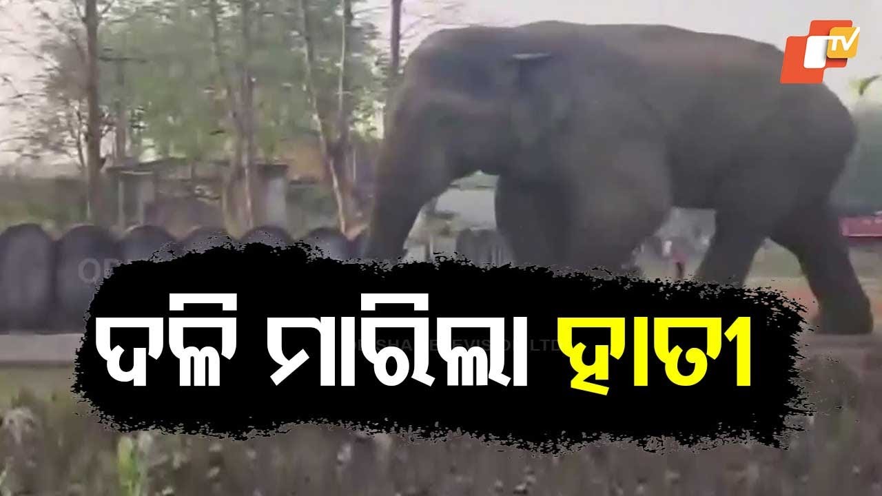 Elderly Man Dies in Elephant Attack in Dhenkanal's Kamakhyanagar