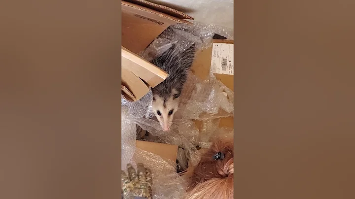 Deborah versus Possum